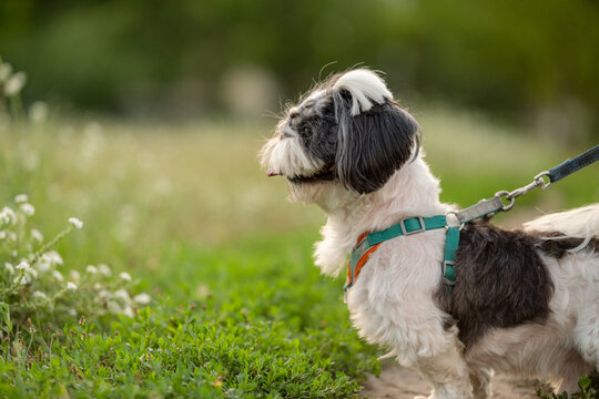 Small black and white Shih Tzu dog standing in green grass with white flowers on leash outdoors