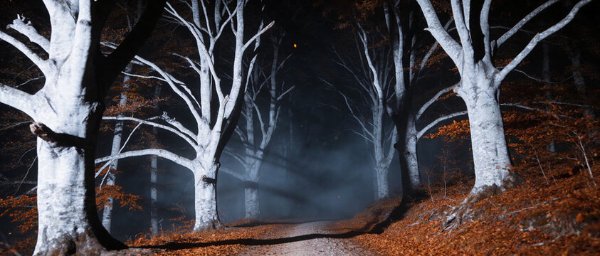 Mystic dark forest at night with spooky birch trees, eerie fog over path, autumnal brown leaves landscape, shadowy woods background, creepy Halloween nature scene, mysterious wilderness trail.