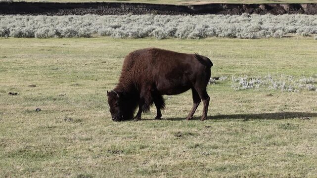 Full-body side profile shot of a single American bison grazing on meadow grass with a wide sagebrush plain in Yellowstone National Park's Lamar Valley.