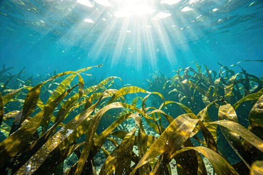 Ocean Preservation and Coastal Kelp Forests
