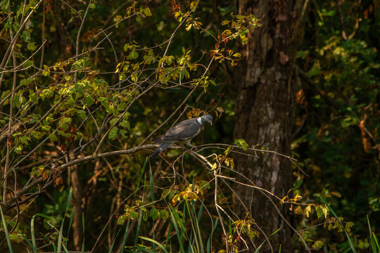 Wood Pigeon (Columba palumbus) in Its Natural Habitat at Le Foppe Nature Oasis