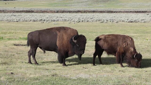 Two American bison stand together grazing in an open grass pasture in the Lamar Valley region under clear sunlight in Yellowstone National Park.