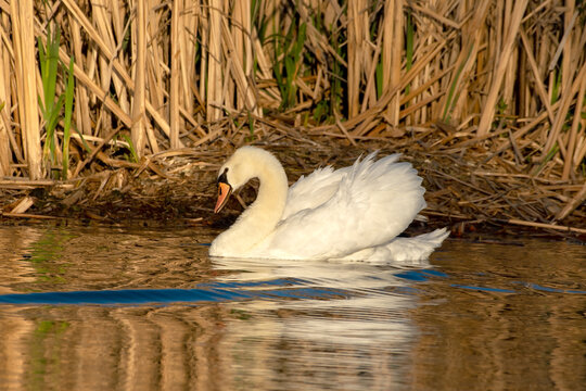 Mute Swan in  Boise, Idaho