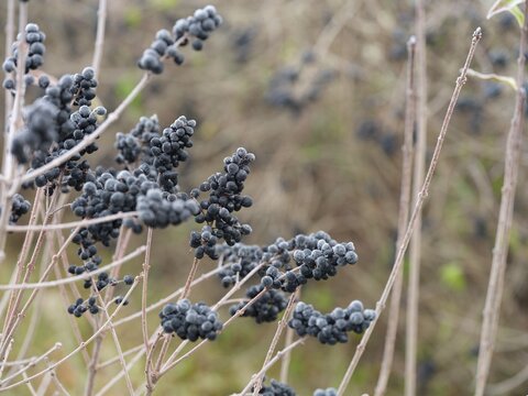 A close-up shot of frozen black privet berries covered in light hoarfrost on bare branches in winter.