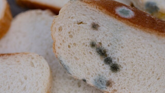 Close-up shot of slices of white bread are covered in spots of green and black mold.