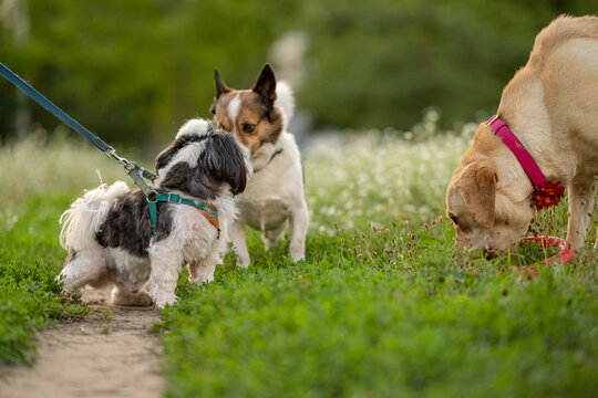 Group of three dogs including Shih Tzu, Jack Russell mix, and yellow Labrador outdoors in park
