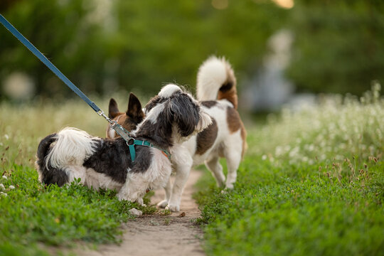 Small Jack Russell Terrier mix and Shih Tzu interacting in green grass outdoors