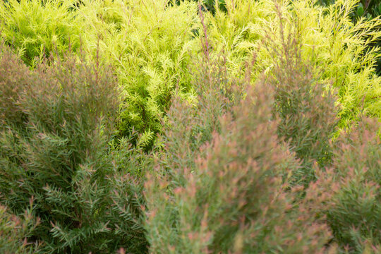 Tropical flower plants in summer garden