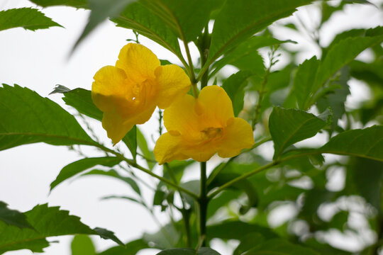 Tropical flower plants in summer garden