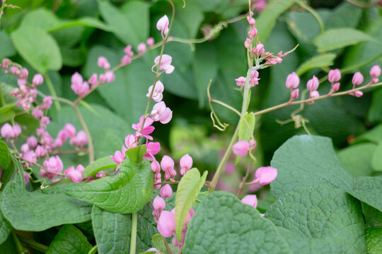 Tropical flower plants in summer garden