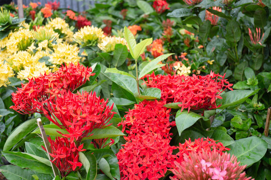Tropical flower plants in summer garden