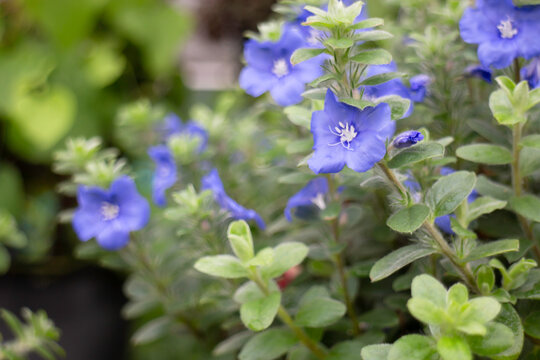 Tropical flower plants in summer garden
