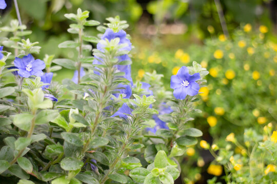 Tropical flower plants in summer garden