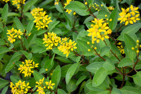 Tropical flower plants in summer garden