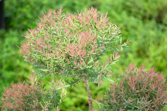 Tropical flower plants in summer garden