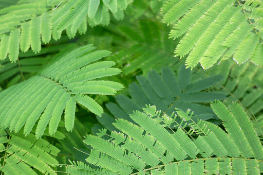 Tropical flower plants in summer garden