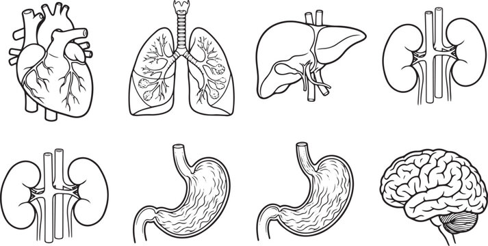 Human Internal Organs Anatomy Set Vector Illustration
