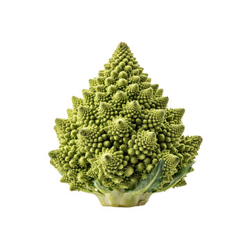 Fresh romanesco broccoli head with intricate fractal spiral patterns isolated on a transparent background