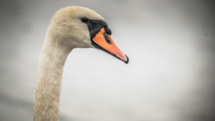 Swan portrait © Vivien