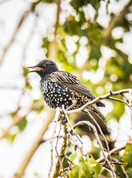 Starling