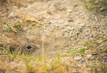European ground squirrel © Vivien