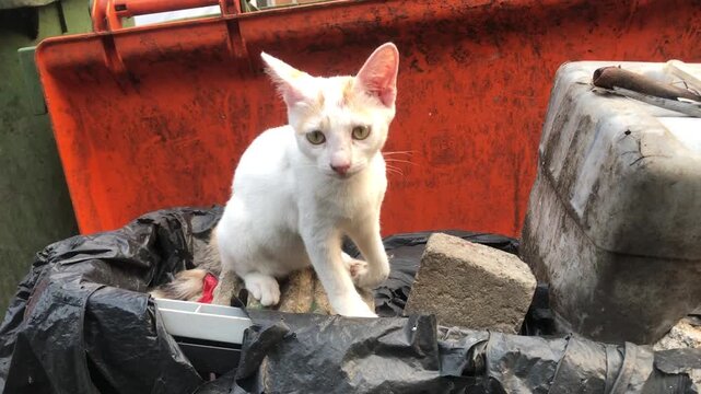 A small white kitten sitting on top of a trash dumpster outdoors.