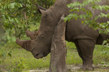portrait of african rhinoceros 789  © meyblume