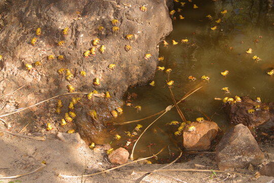 Madagascar jumping frogs, Aglyptodactylus laticeps, during mating 908