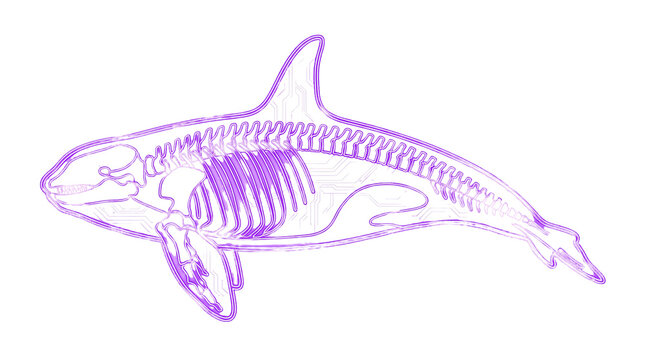 Cute purple whale skeleton doodle drawing