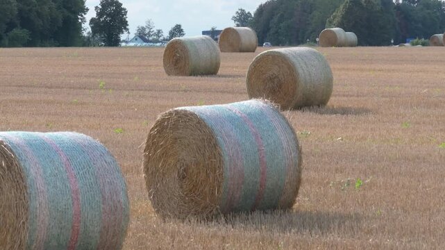 Round hay bales in a harvested wheat field during a sunny summer day in the countryside.