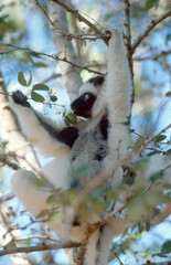 lemur sifaka, Propithecus verreaux, clings to tree trunk 174 © meyblume
