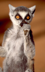 lemur catta eats fruit, portrait 219     © meyblume