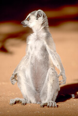 lemur catta early morning sun bath, close 220 © meyblume