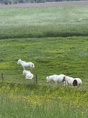 Four ponies grazing and resting in a green meadow with wildflowers © Camilea