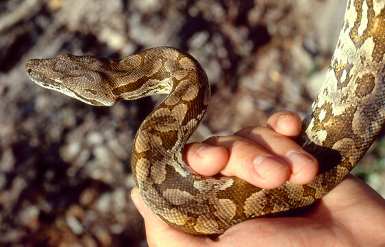 Madagascar tree boa, Sanzinia madagascariensis, portrait 193
