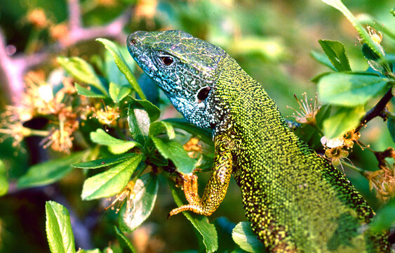 western green lizard, Lacerta bilineata bilineata, portrait 372
