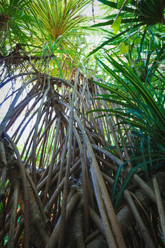 Pandanus-like tree with stilt roots