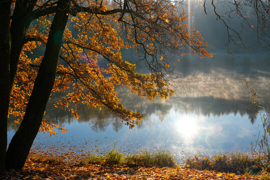 Bright morning sunlight shines through colorful autumn leaves hanging over a quiet pond in a park as thin mist rises from the cold water during late October