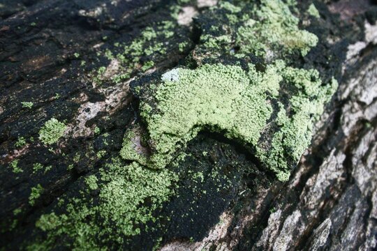 Green lichen growing on dark rough tree bark background texture