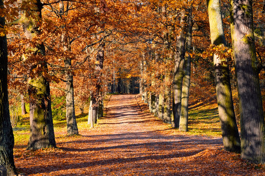 Peaceful landscape featuring a forest trail covered in vibrant autumn foliage under the bright morning sun during a cool day in Europe