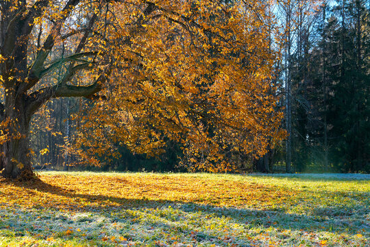 A vast, bright yellow tree crown, foliage over an autumn meadow, an atmosphere of freshness and a change of season in a nature park.