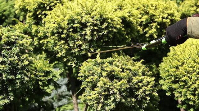 Formation of garden bonsai. Gardener cuts branches of coniferous tree with large garden shears on garden background. Close-up of process of cutting decorative coniferous shrub