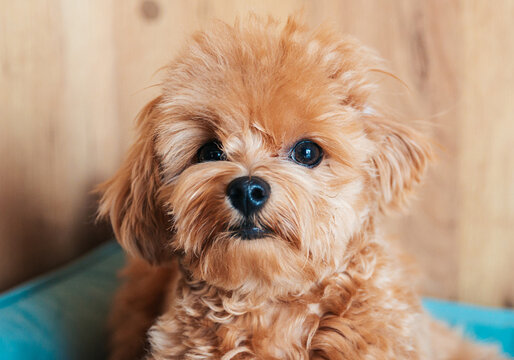 Maltipoo Puppy Sits on a Blue Cushion Indoors, Looking Curious and Playful While Being a Household Pet in a Cozy Environment