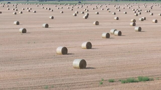 Large agricultural field with many round hay bales after harvest in summer season