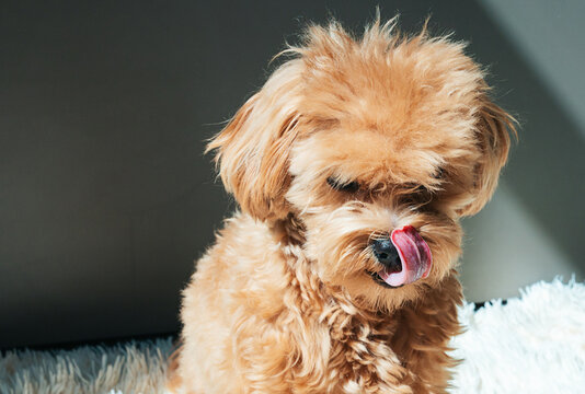 Cute Maltipoo Puppy Licking Its Nose While Sitting on a Soft Surface in a Cozy Home Setting During Daytime