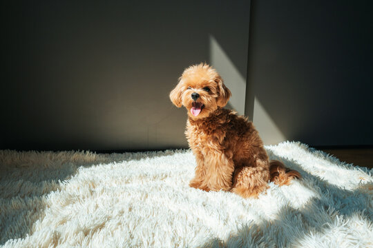 Cute Maltipoo Puppy Sitting on a Fluffy Rug in a Sunlit Room With a Relaxed Expression and a Slightly Open Mouth