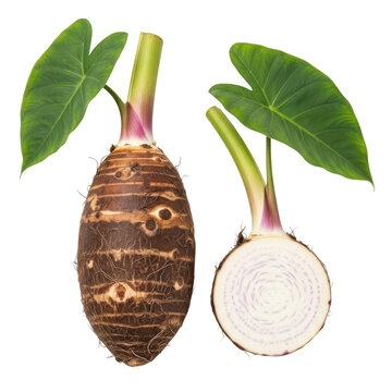 Fresh taro root with leaves