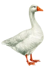 White goose watercolor portrait with orange beak and feet soft gray feathers long neck isolated on background farm design © Hanna