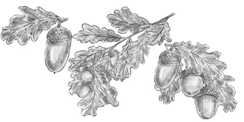 Set of isolated hand drawn oak branches with leaves and acorns in pencil sketch style. Ideal for wilderkind decor, organic packaging, cottagecore cards, vintage prints, farmhouse wall art. © Margarita