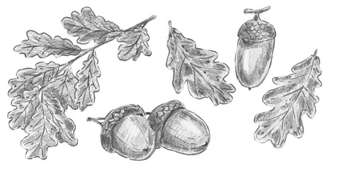 Set of isolated hand drawn oak leaves and acorns in pencil sketch style. Ideal for wilderkind decor, organic packaging, cottagecore cards, vintage prints, farmhouse wall art. © Margarita
